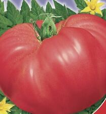 Giant beef tomato for sale  LOUGHTON