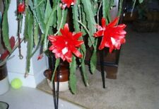 Epiphyllum Cactus (red flower)~ a starter plant for sale  Canada