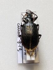 Calosome Calidum REF CARABID819 for sale  Shipping to South Africa