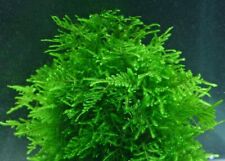 50g java moss for sale  LONDON