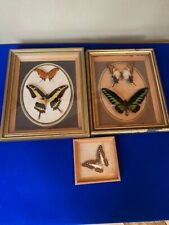 Vintage butterflies framed for sale  Shipping to Ireland