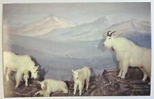 Alaskan mountain goats for sale  Monmouth