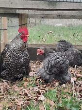 Cuckoo pekin hatching for sale  KING'S LYNN