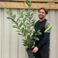 4ft potted cherry for sale  OLDHAM