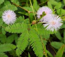 Semi mimosa pudica usato  Pulsano