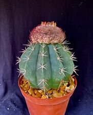 Melocactus caesius mature for sale  Palm City
