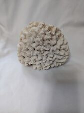 Large brain coral for sale  Morrisville