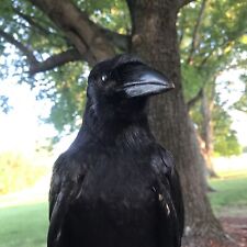 Vintage real raven for sale  Timberlake