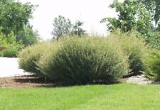 Hybrid willow bush for sale  Lehi