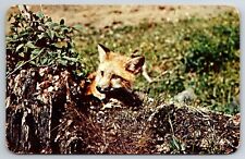 Postcard reynard fox for sale  El Paso