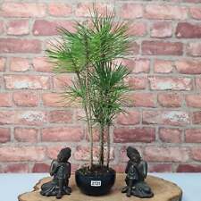 Japanese black pine for sale  LEEDS