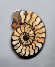 Fossili ammonite genus usato  Sassari