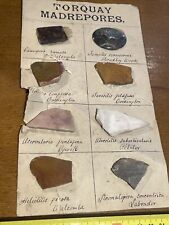 Vintage Collection of Mineral Torquay Madrepores Ocean Sheet Specimens T13 for sale  Shipping to South Africa