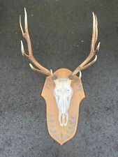 elk skull mount for sale  Arlington