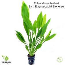 Echinodorus bleheri amazon for sale  HOUNSLOW