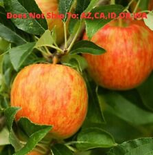 Honeycrisp apple tree for sale  Fort Mill
