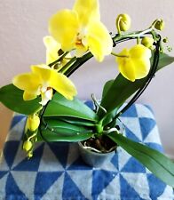 Yellow phalaenopsis hoop for sale  SUDBURY