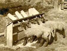 Haynes bedfordshire lambs d'occasion  Villefranche-de-Lauragais