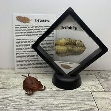 Trilobite extinct arthropod for sale  Davenport