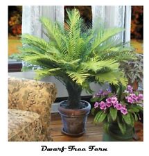 Dwarf tree fern for sale  USA
