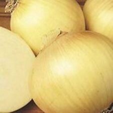 Cebolla - amarillo dulce - 200 semillas - BOGO 50% de descuento VENTA segunda mano  Embacar hacia Argentina