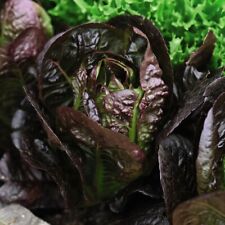 Lettuce seeds annual for sale  IPSWICH