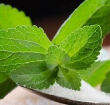 Stevia - 10 semillas - hoja dulce - Stevia rebaudiana - sustituto natural del azúcar  segunda mano  Embacar hacia Mexico