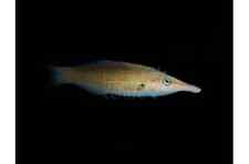 Birdmouth wrasse female for sale  RUGELEY