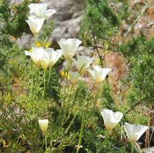 Eschscholzia californica ivory for sale  GODALMING