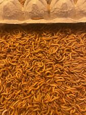 Mealworms live medium for sale  Milwaukee