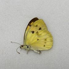 Butterfly colotis iincretus for sale  READING