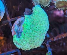 Green toadstool reef for sale  FOLKESTONE