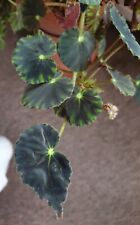 Begonia mazae nigricans for sale  UK