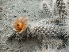 Pterocactus valentini djf225 for sale  Shipping to Ireland