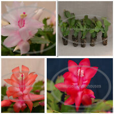 Thanksgiving christmas cactus for sale  Camden Wyoming