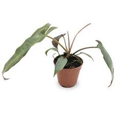 Philodendron atabapoense for sale  CREDITON