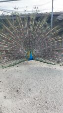 Indian blue peacock for sale  Surrency