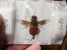 Diptera Pantophthalmus vittatus Timber Fly Peru Giant Fly Insect Entomology for sale  Shipping to South Africa