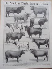 Breeds cattle vintage for sale  NORWICH