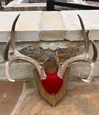 Whitetail deer maybe for sale  Wichita Falls
