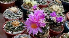 Ariocarpus mixed fresh for sale  GREENFORD