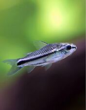 Pygmies corydoras healthy for sale  Tampa