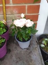 Miniature rose plant for sale  SOUTHAMPTON
