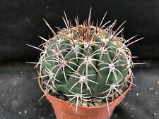 Melocactus curvispinus vivaio usato  Massafra