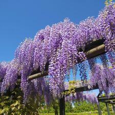 Wisteria sinensis hardy for sale  IPSWICH