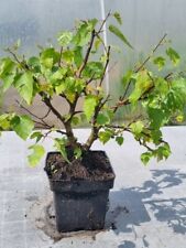 Bonsai birkenbaum sandbirke gebraucht kaufen  Gräfrath