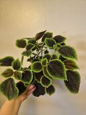 Pilea moon valley for sale  LONDON