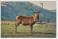 Vintage colour postcard for sale  RAMSGATE