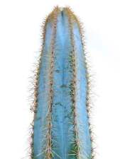 Pilosocereus magnificus HU224 SEEDS for sale  Shipping to South Africa