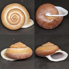 Papuina (Megalacron) aurora 33.7mm CAMAENIDAE Indonesian Endemic Landsnail for sale  Shipping to South Africa